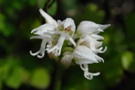 Orchis simia